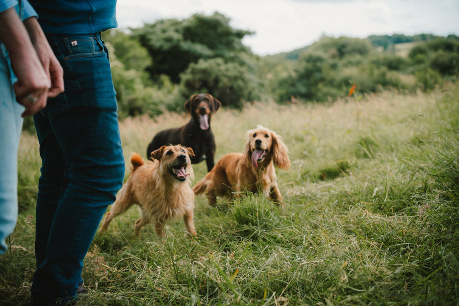 Simple Training Cues Every Puppy Needs To Know