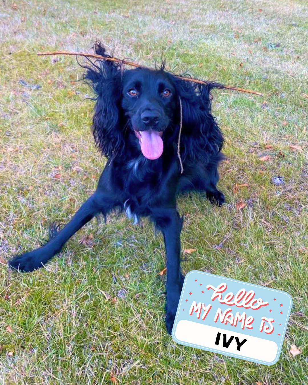 Werewolf of the Month: meet Ivy, sock thief and sassy queen.