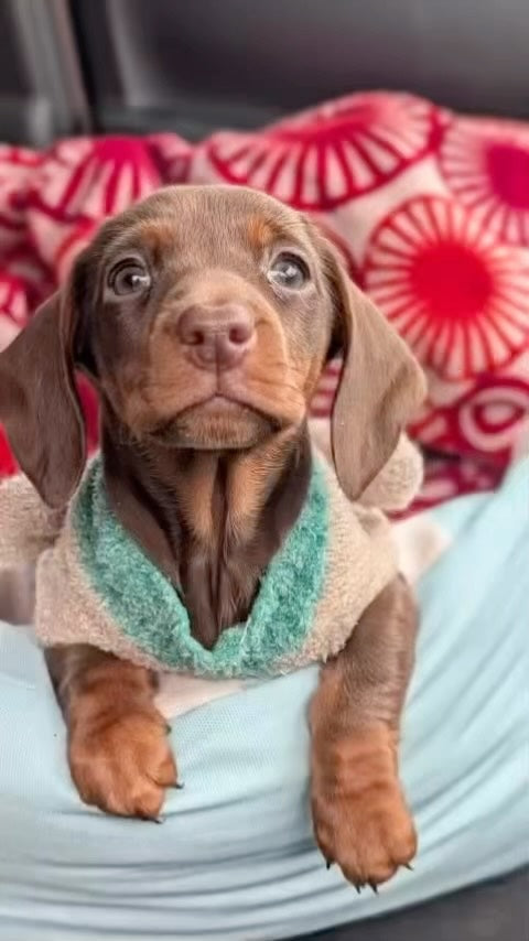 Meet Darcy! A little dog with a big personality and plenty of mischief planned.